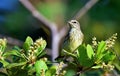 The Louisiana waterthrush (Parkesia motacilla).