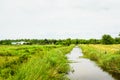 Louisiana Wetlands Royalty Free Stock Photo