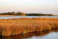 The Louisiana Wetlands Royalty Free Stock Photo