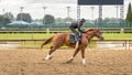 A purebred horse gallops on the racetrack