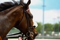 LOUISVILLE, KY - MAY 1, 2019: #3 Smile Awhile returning to the barn after placing win in turf race 8 at Churchill Downs