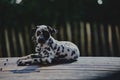 Lounging black and white dog Royalty Free Stock Photo