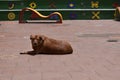 Lounging dog in the plaza in midday sun Royalty Free Stock Photo