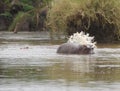 Lounging Hippos dispersing poop