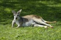 Lounging Kangaroo