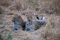 Lounging Leopards