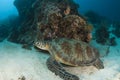 Lounging Sea Turtle