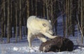 LOUP BLANC DE LA TOUNDRA canis lupus tundrarum