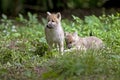 LOUP BLANC DE LA TOUNDRA canis lupus tundrarum Royalty Free Stock Photo