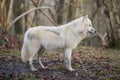 LOUP BLANC DE LA TOUNDRA canis lupus tundrarum