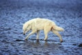 LOUP BLANC DE LA TOUNDRA canis lupus tundrarum Royalty Free Stock Photo