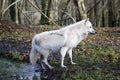 LOUP BLANC DE LA TOUNDRA canis lupus tundrarum