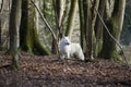 LOUP BLANC DE LA TOUNDRA canis lupus tundrarum