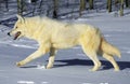 LOUP BLANC DE LA TOUNDRA canis lupus tundrarum