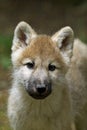 LOUP BLANC DE LA TOUNDRA canis lupus tundrarum