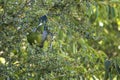 Lourie bird hidden in a tree Royalty Free Stock Photo