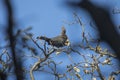 Lourie or Go-Away Bird Royalty Free Stock Photo