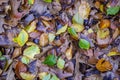 Numerous types of deciduous tree leaves.