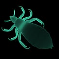 Louse Royalty Free Stock Photo