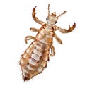 Louse Anoplura, realistic drawing