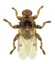 Louse fly Hippobosca equina