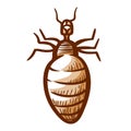 Louse hand drawn icon. Lice, crawler pictogram. Wingless insect living among human, animal hairs.
