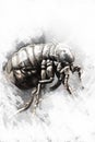 Louse illustration made with digital tablet, insect