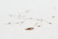 Louse and nits cocoons on white paper background