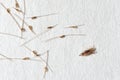 Louse and nits cocoons on white paper background