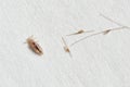 Louse and nits cocoons on white paper background