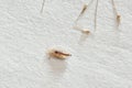 Louse and nits cocoons on white paper background Royalty Free Stock Photo