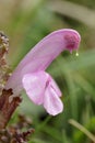 Lousewort Royalty Free Stock Photo
