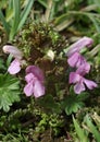 Lousewort Royalty Free Stock Photo