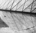 The Louvre Pyramid and Seagull