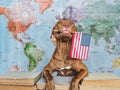 Lovable, pretty dog and American Flag. Closeup, indoors Royalty Free Stock Photo