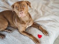 Lovable, pretty puppy of brown color. Close-up Royalty Free Stock Photo