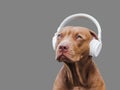 Lovable, pretty puppy of brown color and white, stylish headphones