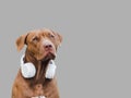 Lovable, pretty puppy of brown color and white, stylish headphones