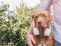 Lovable, pretty puppy of brown color and white, stylish headphones