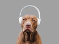 Lovable, pretty puppy of brown color and white, stylish headphones