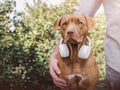 Lovable, pretty puppy of brown color and white, stylish headphones