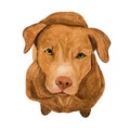 Lovable, pretty puppy of chocolate color. Beautiful drawing