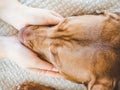 Lovable, pretty puppy of chocolate color. Close-up Royalty Free Stock Photo