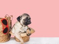 Lovable, pretty puppy, travel bag and sunglasses