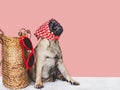 Lovable, pretty puppy, travel bag and sunglasses