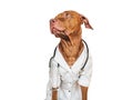 Lovable puppy, dressed in a doctor's coat
