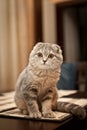 Lovable Scottish fold cat