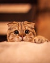 Lovable Scottish fold cat