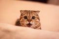 Lovable Scottish fold cat Royalty Free Stock Photo