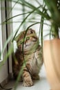 Lovable Scottish fold cat / kitten Royalty Free Stock Photo